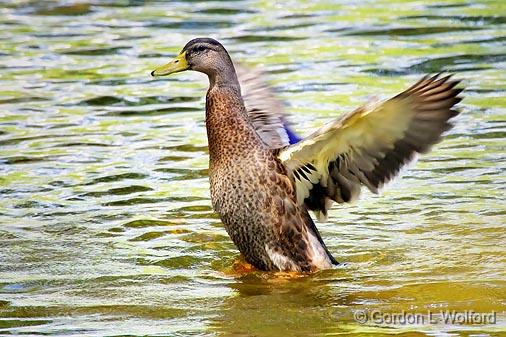 Stretching Its Wings_54147.jpg - Female Mallard Duck (Anas platyrhynchos) photographed at Ottawa, Ontario, Canada.